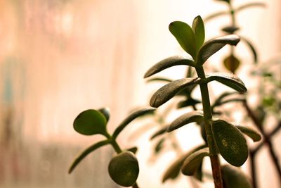 Close-up of plant