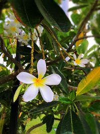 Close-up of frangipani blooming outdoors