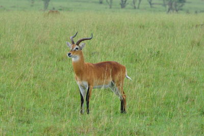 Deer on grassy field