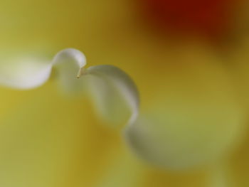 Close-up of yellow flowering plant