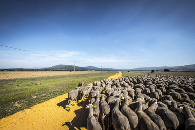 Paths of transhumance with  last people who dedicate themselves to this work in the region of soria