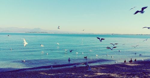 Seagulls flying over sea against sky