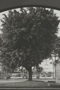 Close-up of tree in city against sky