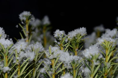 Close-up of white flowers