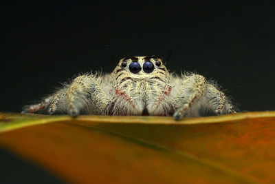 Close-up of spider on web against black background