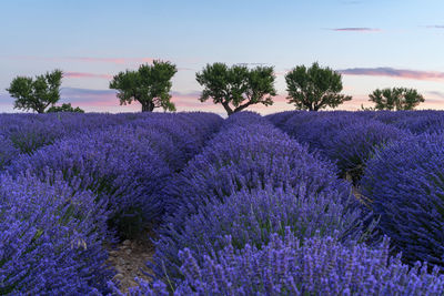 Purple flowering plants on field against sky