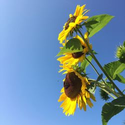 Low angle view of yellow sunflower against clear blue sky