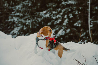 Dog on snow covered land