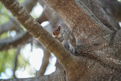 Close-up of squirrel on tree