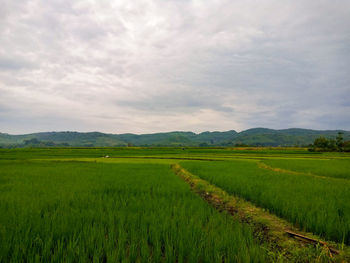 Scenic view of agricultural field against sky