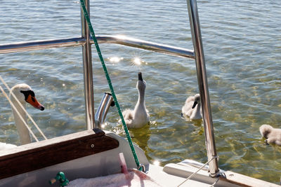 High angle view of seagulls in lake