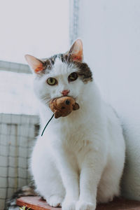 Portrait of cat carrying toy in mouth