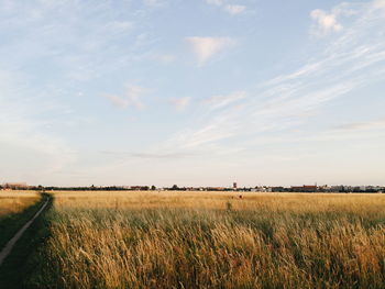 Scenic view of grassy field against sky