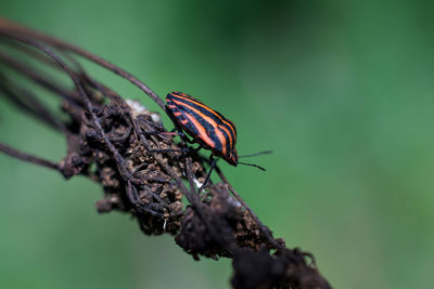 Close-up of insect on plant