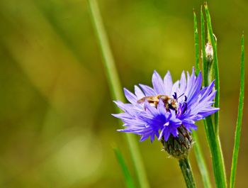 Close-up of insect on purple flower