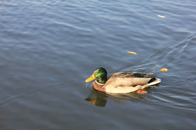 High angle view of duck swimming in lake