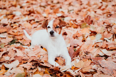 Beautiful black labrador sitting outdoors on brown leaves background, wearing a grey scarf. autumn 