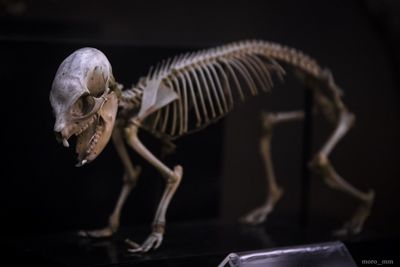Close-up of skeleton against black background