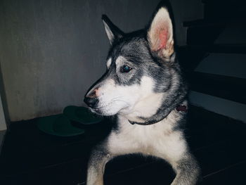 Close-up portrait of dog