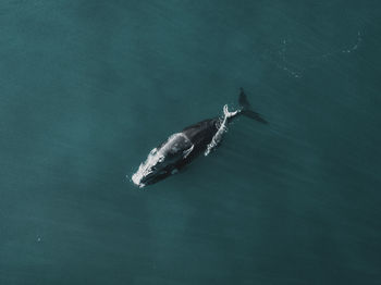 High angle view of fishes swimming in sea