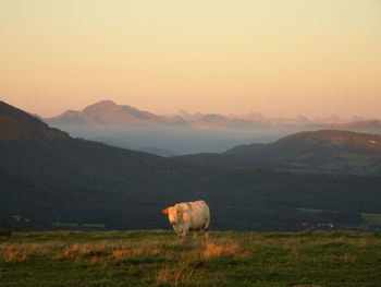 View of a horse on mountain against sky