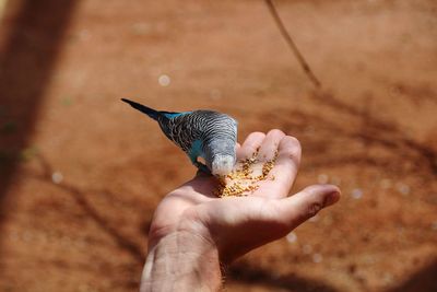 Close-up of hand holding small bird