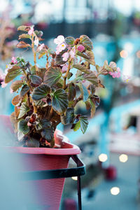 Close-up of potted plant