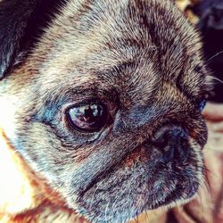 Close-up portrait of dog