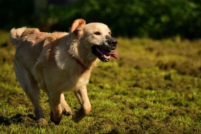 Full length of a dog on field