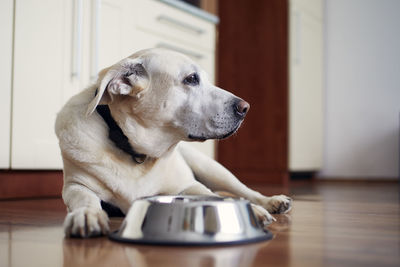 Old dog waiting for feeding. labrador retriever lying near empty bowl in home kitchen.