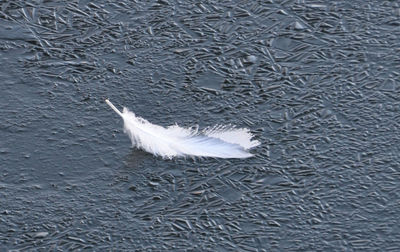 Swan swimming in water