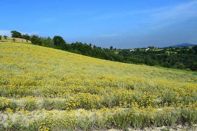 Scenic view of field against sky