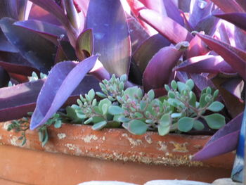 Close-up of purple potted plant