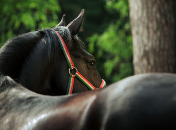 Close-up of black horse