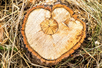 High angle view of tree stump on field