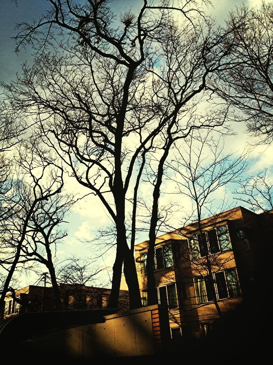 architecture, built structure, bare tree, building exterior, tree, branch, sky, city, silhouette, low angle view, building, residential building, street, sunlight, shadow, residential structure, outdoors, no people, car, tree trunk