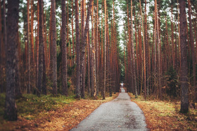 Road amidst trees in forest during autumn