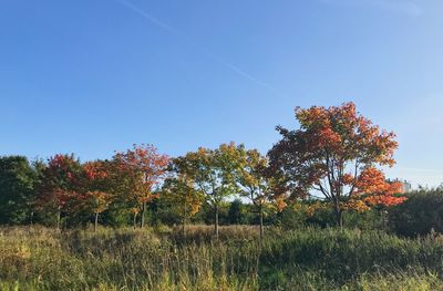 Trees in forest against clear blue sky