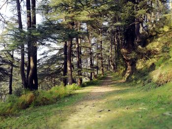 View of trees in forest