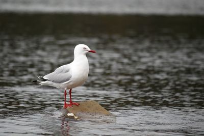 Close-up side view of a seagull in water