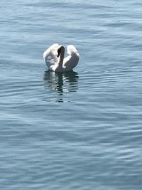 Swans swimming in lake