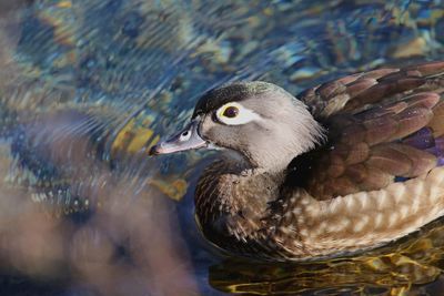 Close-up of duck swimming in lake