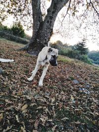 Dog lying on field