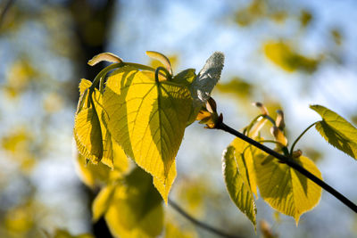 Close-up of yellow leaves on plant