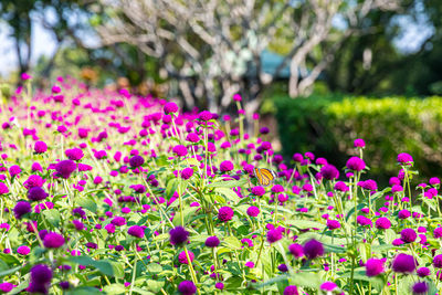 Close-up of pink flowering plant in park