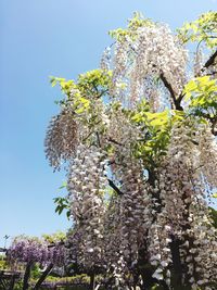 Low angle view of flowering plant against clear sky