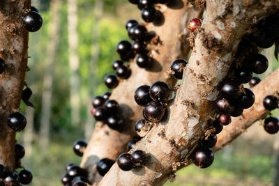 Close-up of fruits on tree trunk