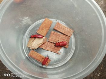 High angle view of food in container on table