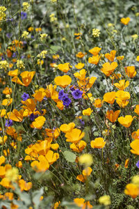 Close-up of yellow flowering plants on field