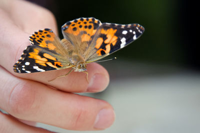 Close-up of butterfly on hand